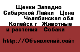 Щенки Западно-Сибирской Лайки › Цена ­ 5 000 - Челябинская обл., Копейск г. Животные и растения » Собаки   